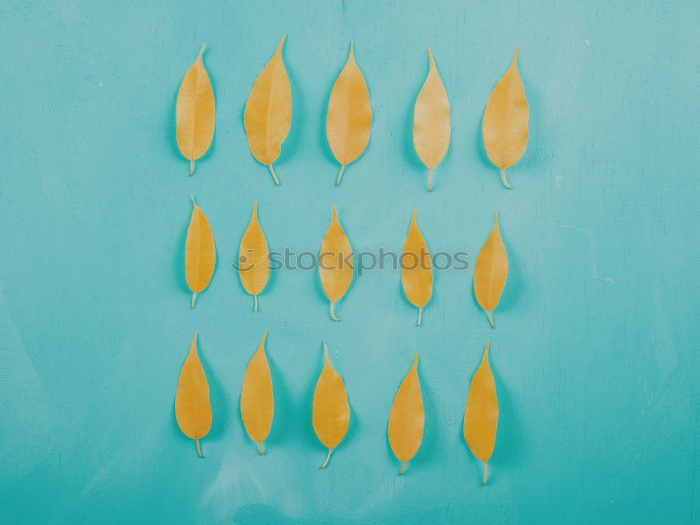 Yellow Autumn Leaves On Turquoise Wood Table