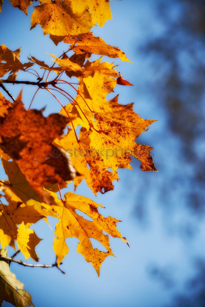 Similar – the thawing of the leaf during the process of shining.