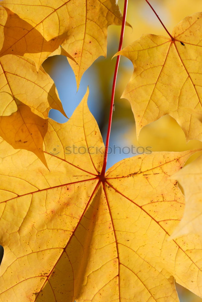 Yellow leaf on orange-brown-yellow fabric