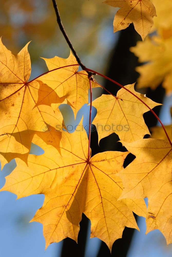 Herbststimmung Blatt