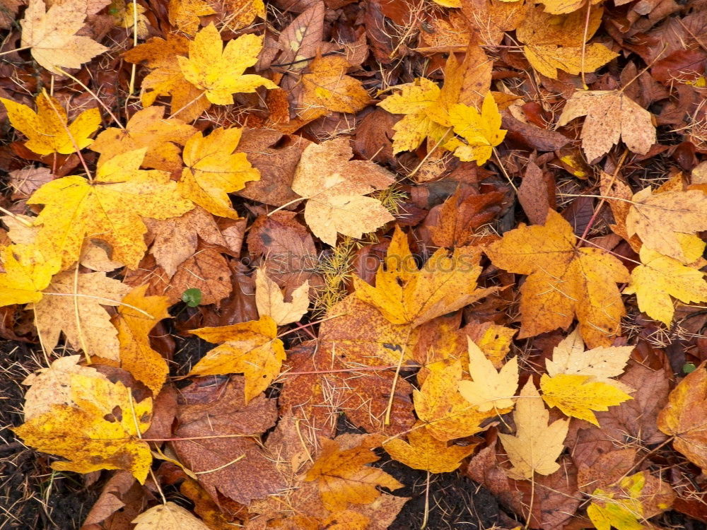 Similar – Image, Stock Photo maple leaf in autumn colours