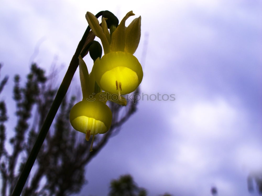 Similar – high up Flower Yellow