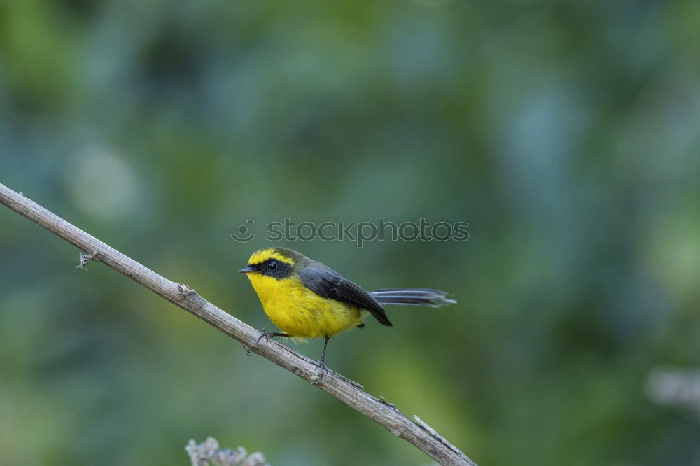 Similar – Weaver bird acrobatics