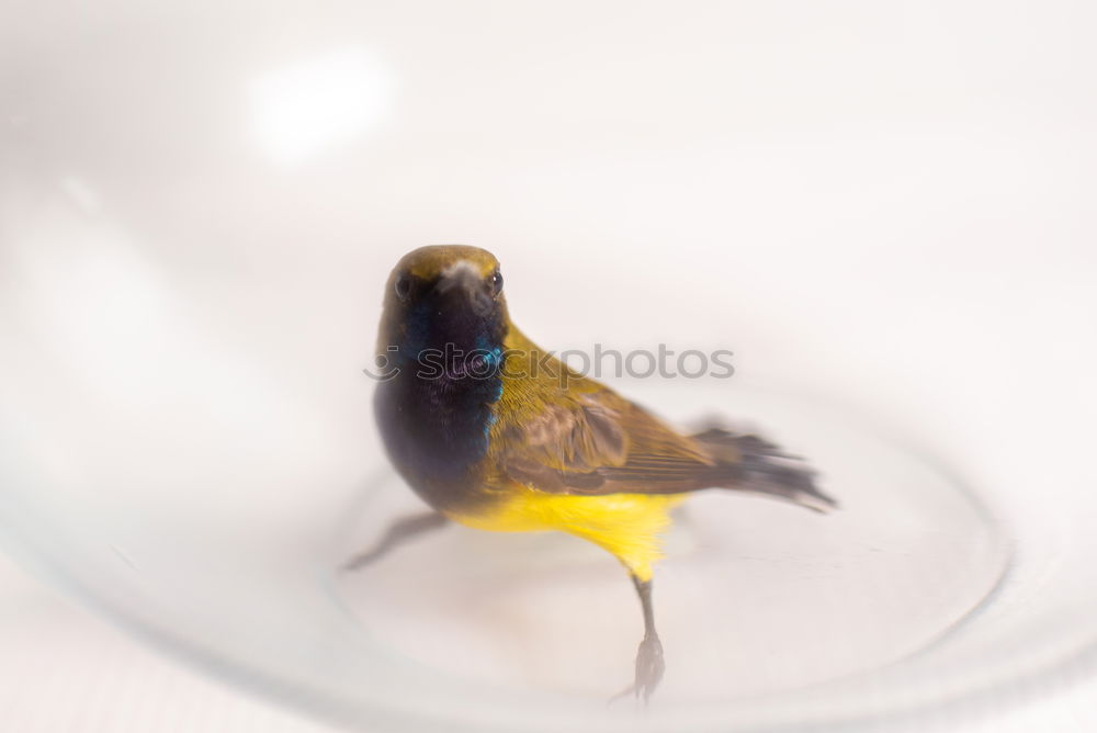 Similar – Foto Bild catch me if you can Vogel