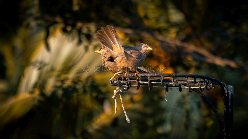 Similar – dinner specialty Bird Air