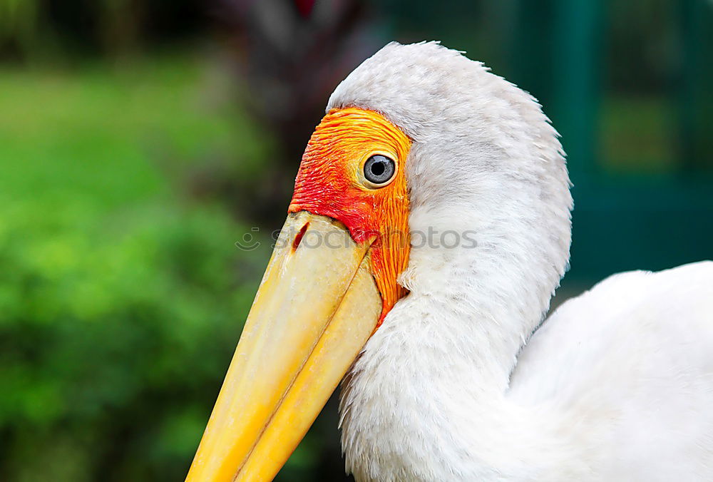 Similar – portrait of a white pelican