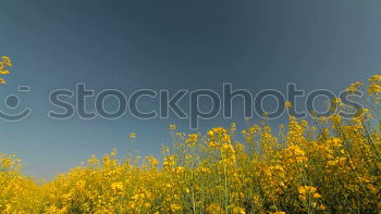 Similar – Rapeseed field 1 Canola