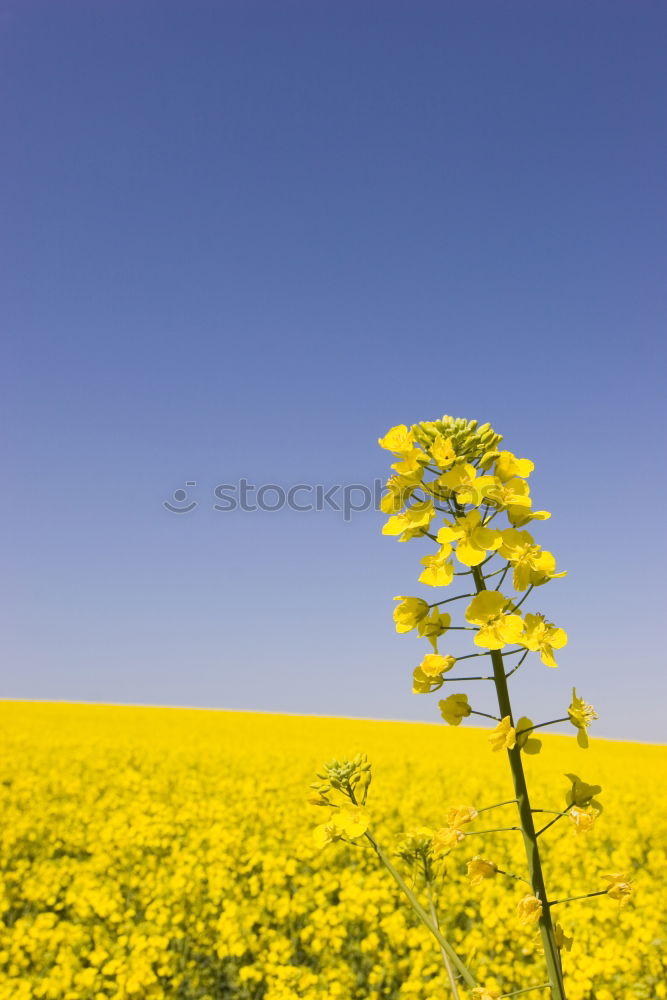 Similar – Rapsfeld im Mai III Wolken