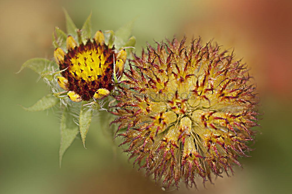 Similar – Image, Stock Photo Gaillardia aristata