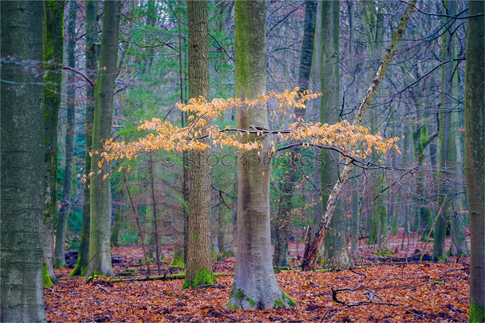 winter forest Environment