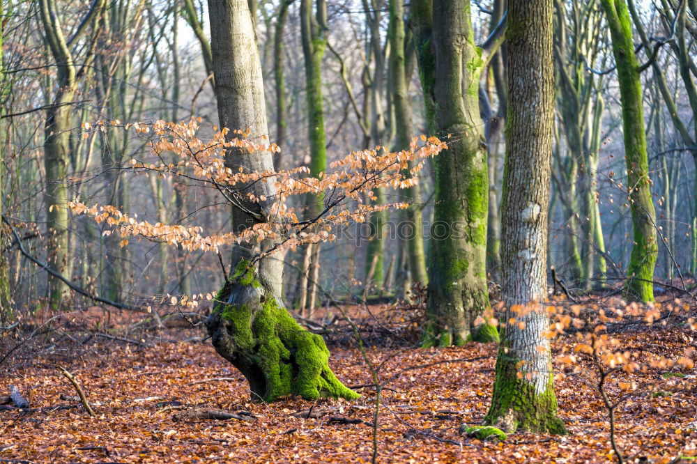 Similar – ghost forest Landscape