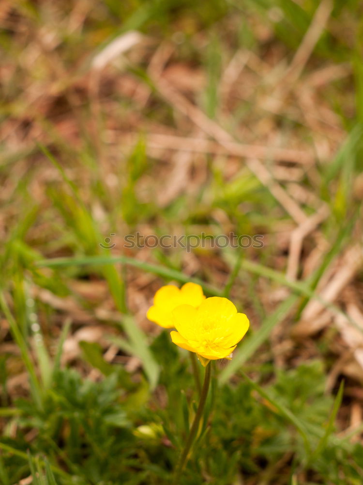 Foto Bild ein echtes Mauerblümchen…