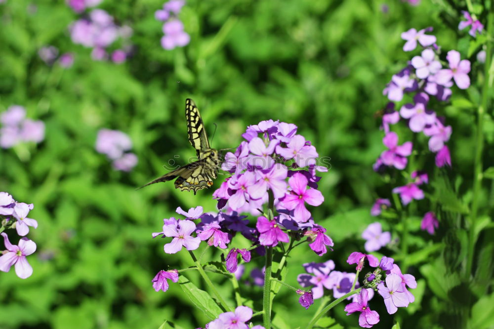 Similar – Zerschmetterling III