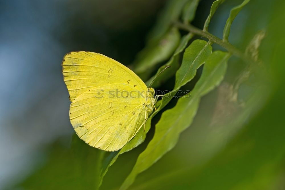 Similar – Girl … Butterfly Yellow