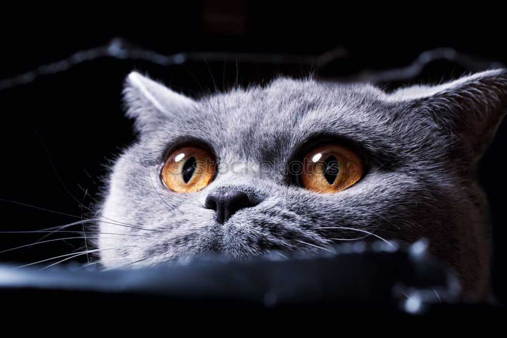 Similar – Image, Stock Photo Cat photo