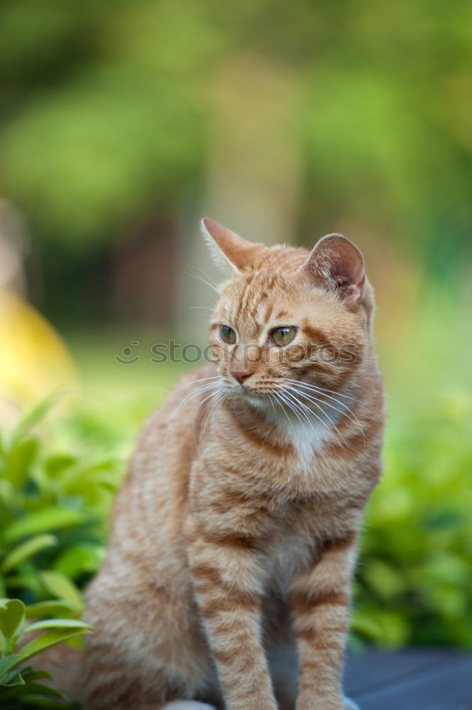 Image, Stock Photo 1A Note Posture Elegant