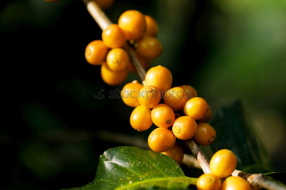 Similar – Image, Stock Photo sea buckthorn Food Fruit