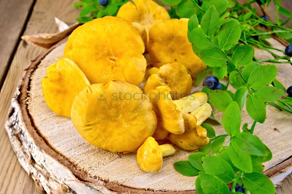 Similar – Image, Stock Photo chanterelles Chanterelle