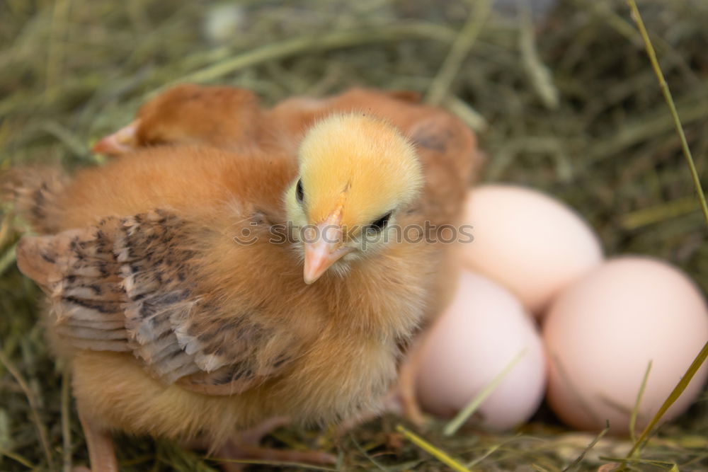 Similar – chicken Incubator