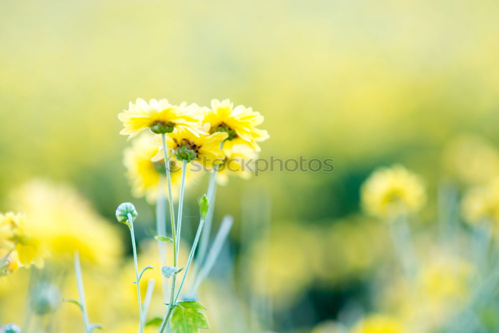 Similar – ranunculus acris gelb