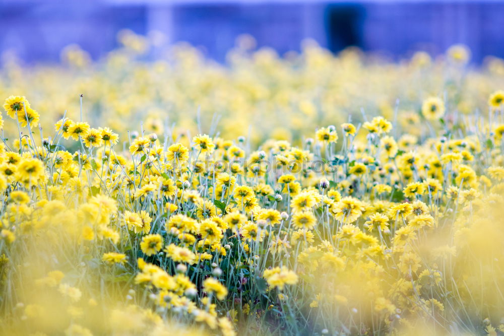 Similar – Golden Spring Colour photo