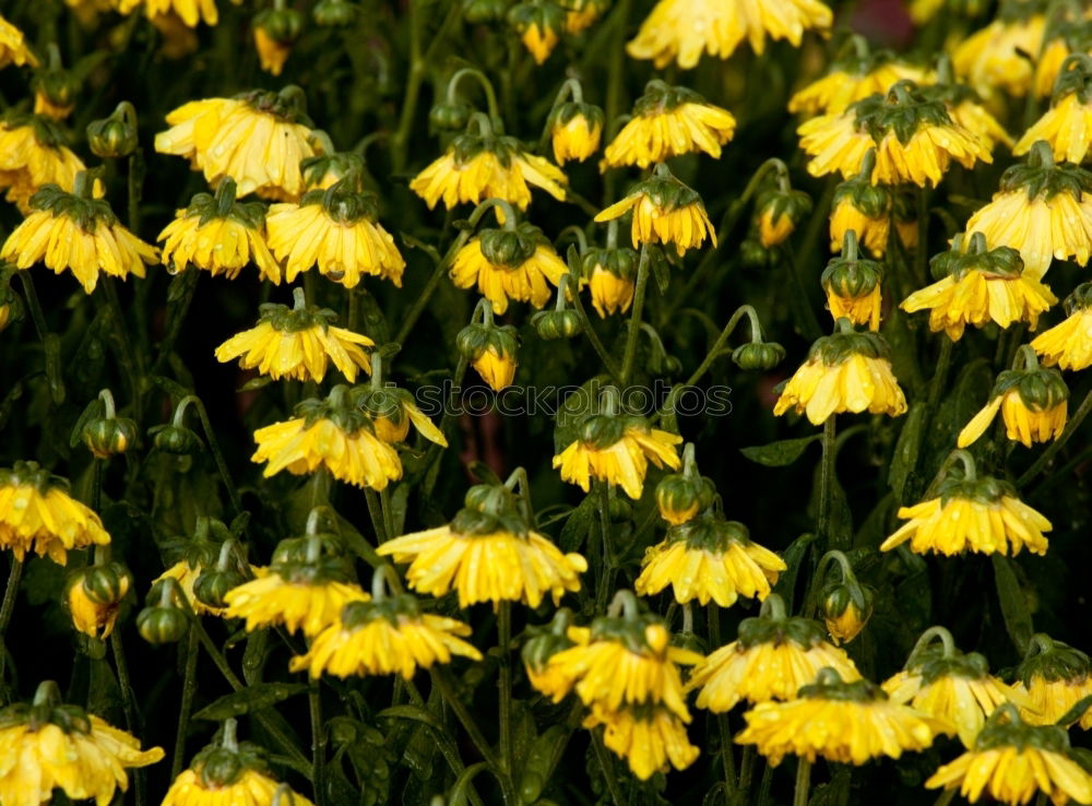 Similar – Bergblumen / Foto: Alexander Hauk