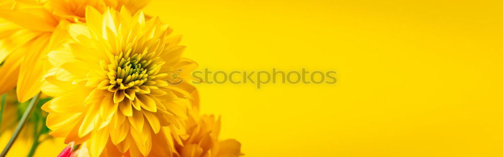 Similar – Close-up of a yellow flower