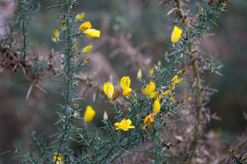 Similar – Yellow in green Nature