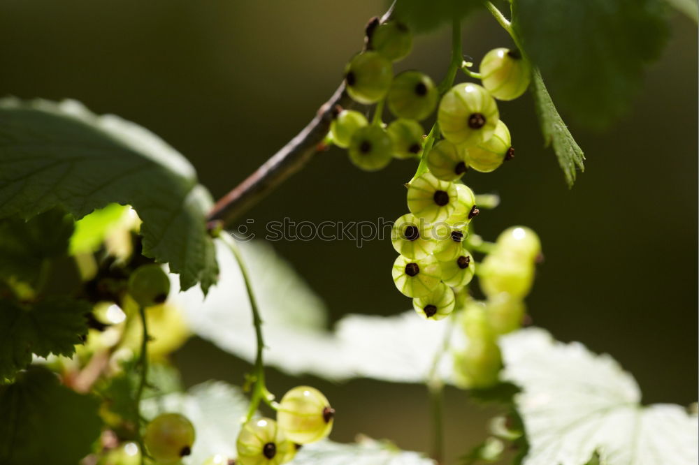 Similar – Foto Bild beerenernte Frucht