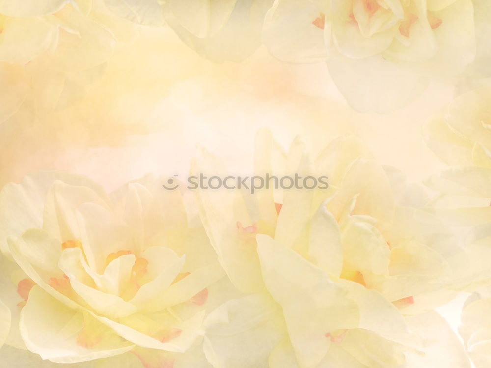 Similar – White flowers on light blue background with green leaves and bokeh. Abstract floral background. Spring nature