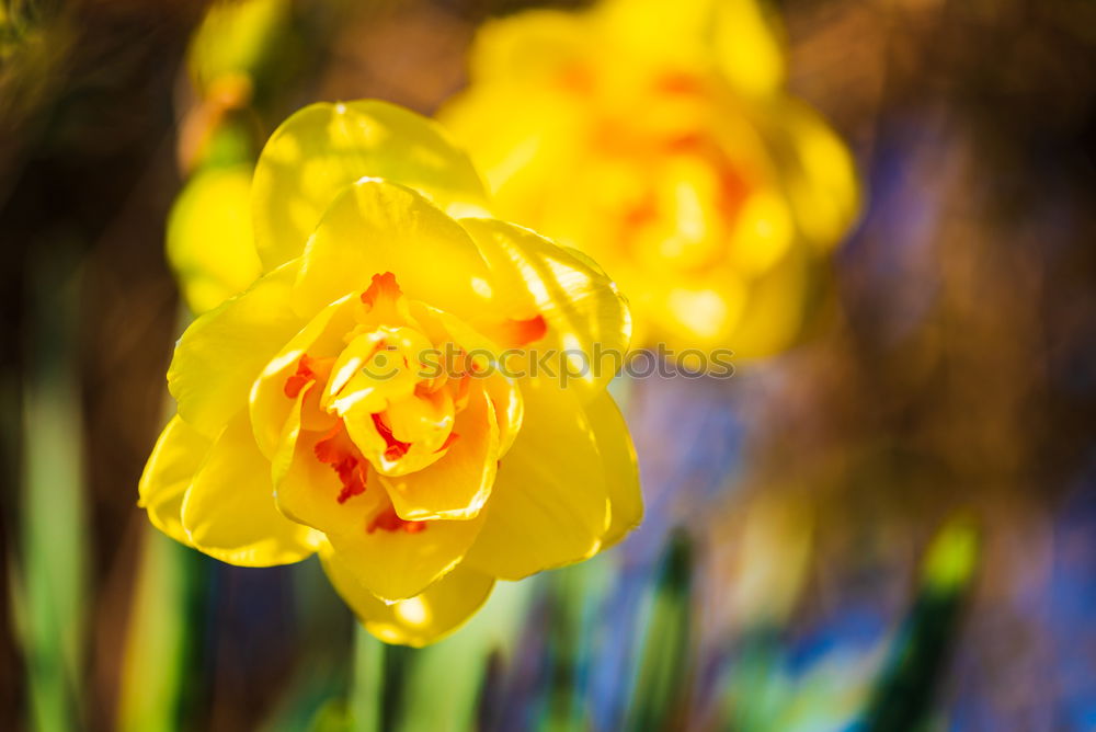 Similar – Image, Stock Photo spring awakening Flower