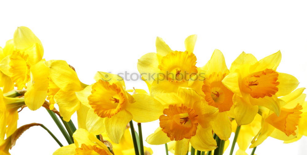 Similar – Daffodil flowers