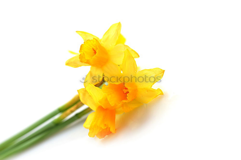 Similar – Image, Stock Photo Bouquet of blooming yellow irises