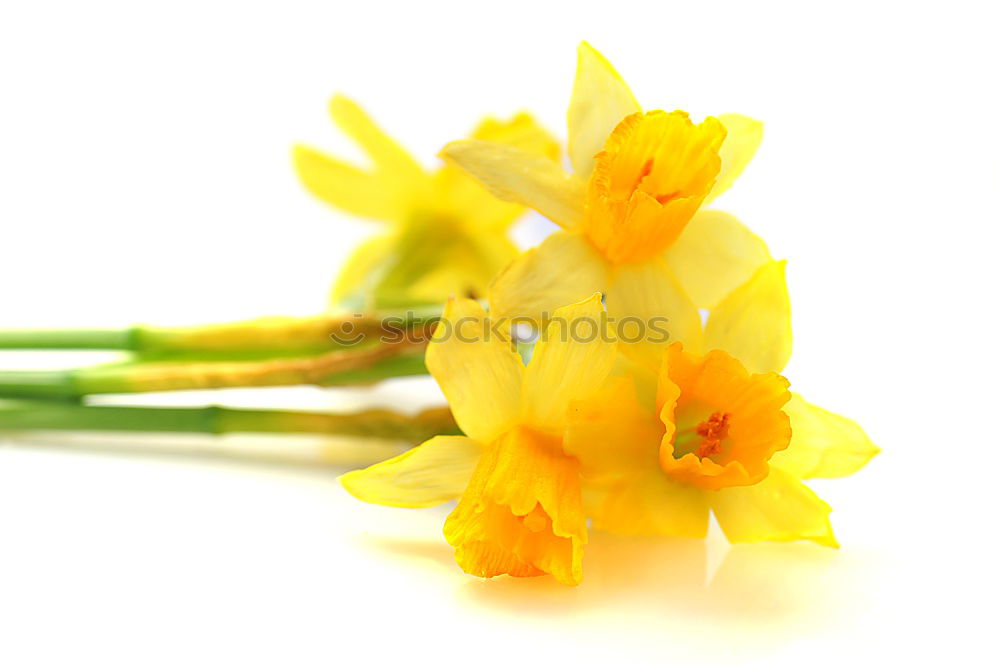 Similar – Image, Stock Photo Bouquet of blooming yellow irises