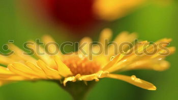 Similar – Rudbeckie Rudbeckia