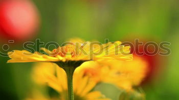 Similar – Image, Stock Photo Beautiful, gaudy meadow full of orange ball amaranth, in shallow depth of field. Romantic fuzzy flower meadow, with many round, poppy, spherical flowers. Flowering, summery, idyllic meadow flowers with green leaves, stems and bokeh.