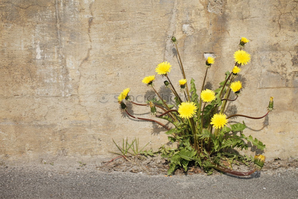 Similar – Flowers in the basket on hanger on a wall