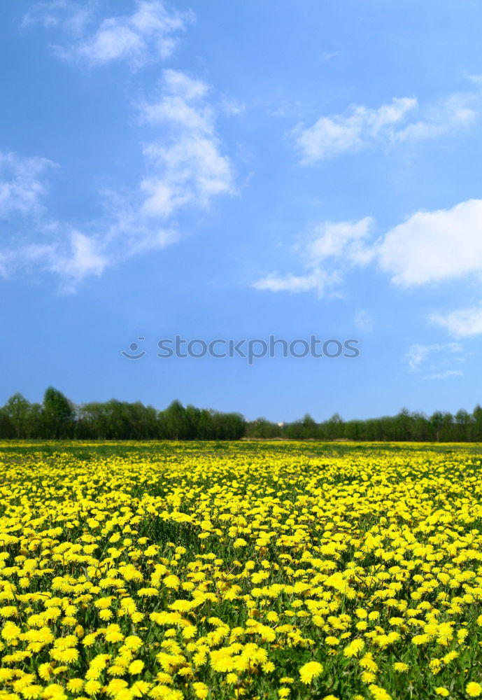 Similar – La colza I Canola Plant