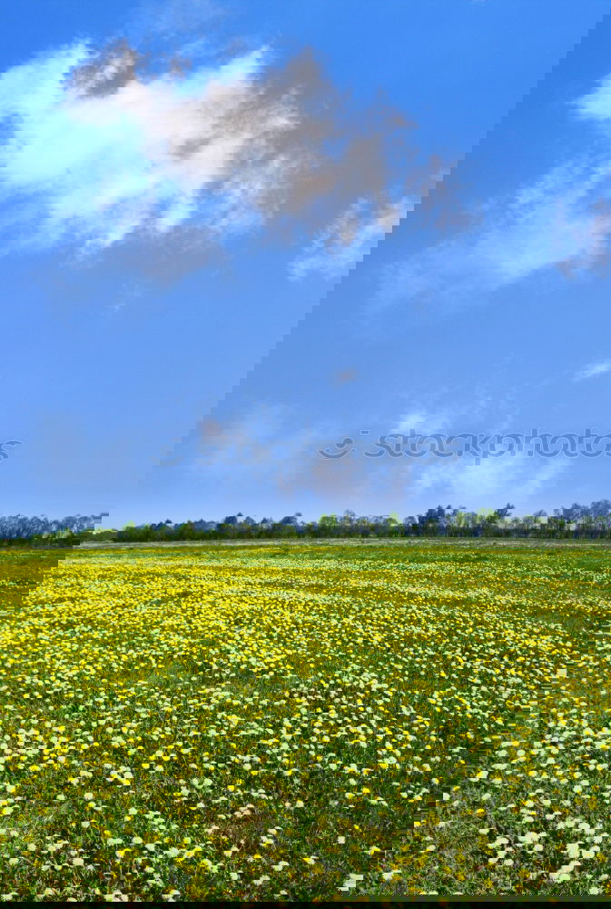 Similar – Image, Stock Photo Cherry Blossom and Dandelion II