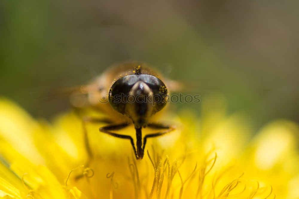 Similar – Delicious this flower nectar