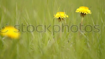 Similar – löwenzahn Löwenzahn Wiese