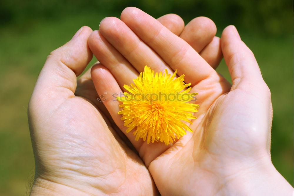 Similar – Image, Stock Photo Taraxacum Blossom Flower