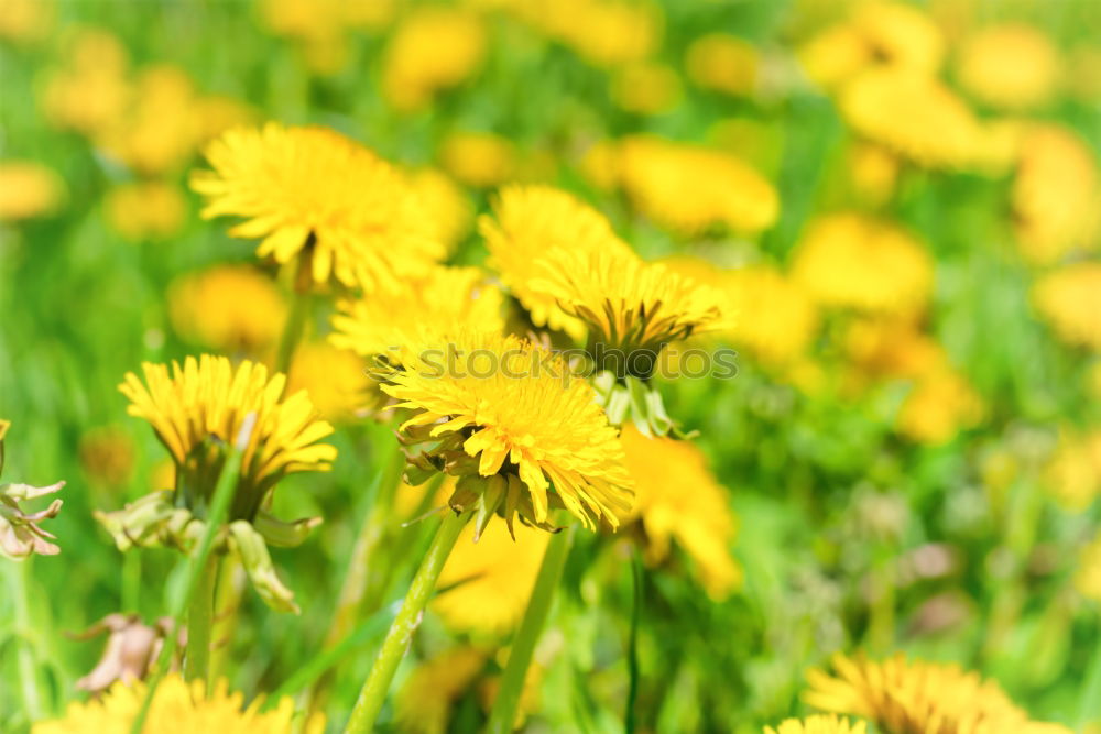 Similar – Image, Stock Photo snip Abstract Yellow Green