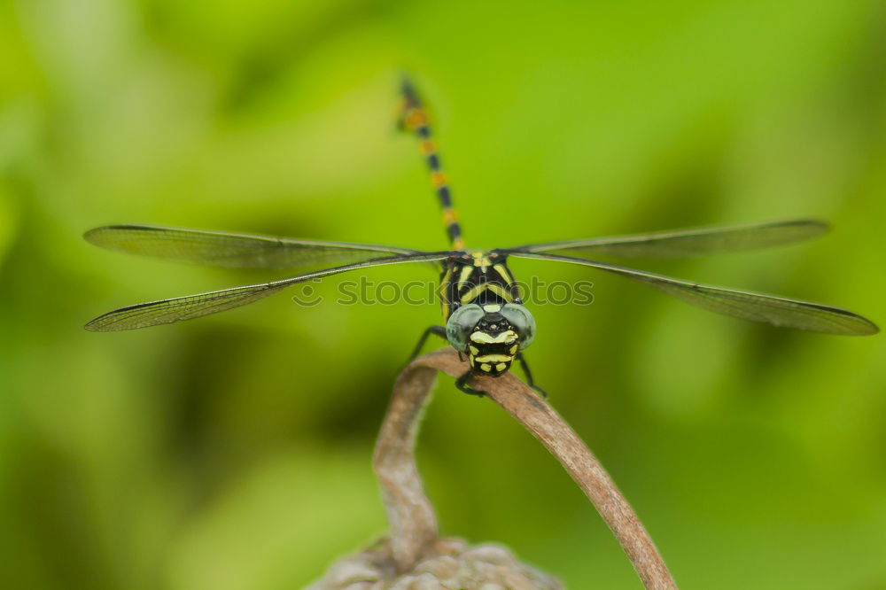 Similar – Image, Stock Photo bug Green Meadow Summer