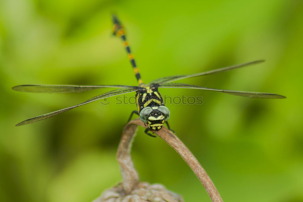 Image, Stock Photo bug Green Meadow Summer