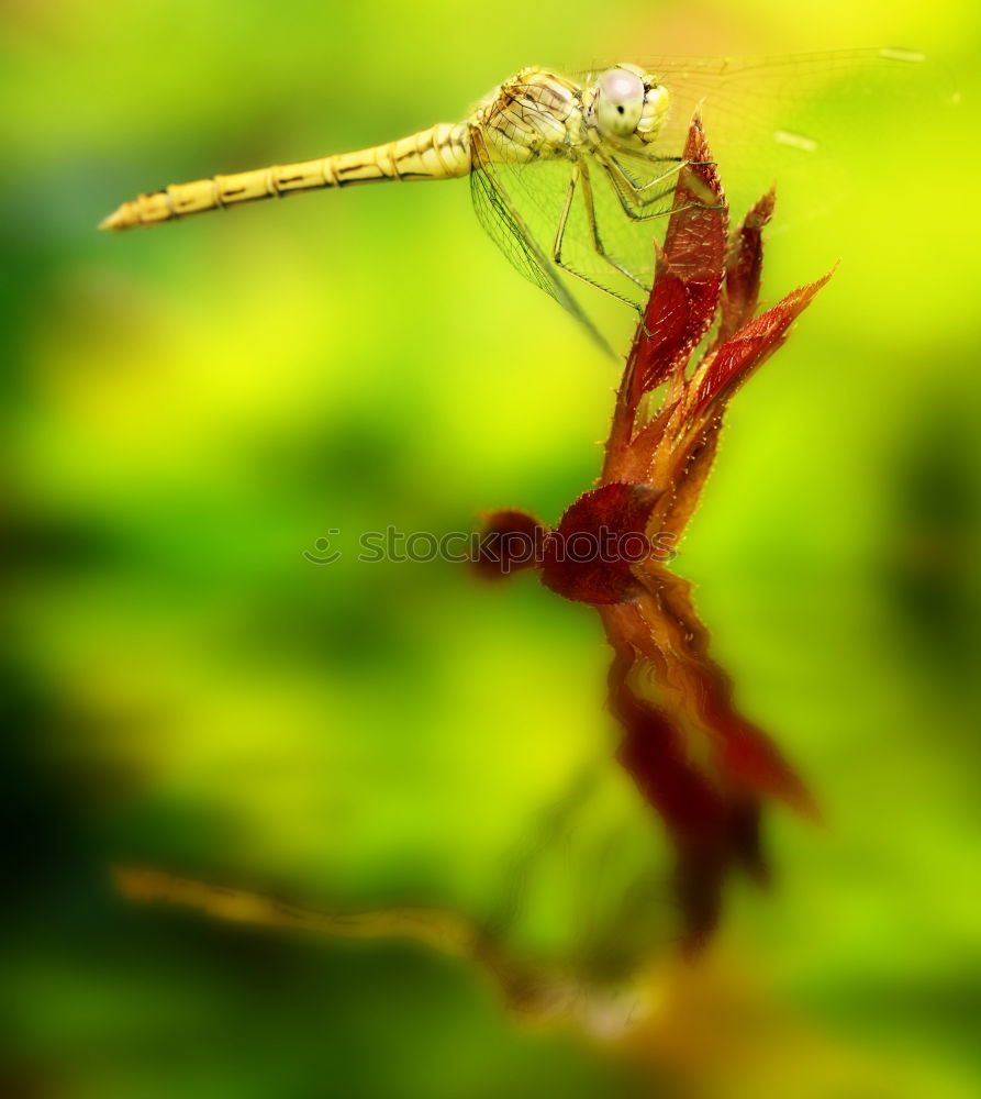 Similar – Image, Stock Photo king dragonfly