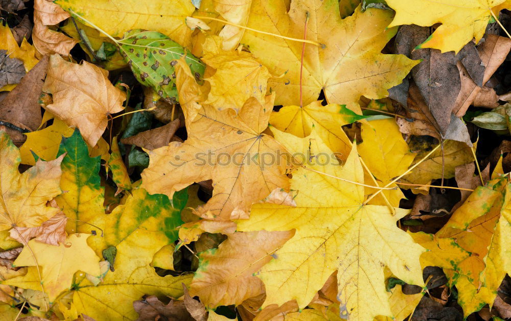 Similar – FOLIAGE CASES Return