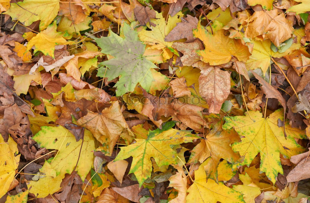 Similar – FOLIAGE CASES Return