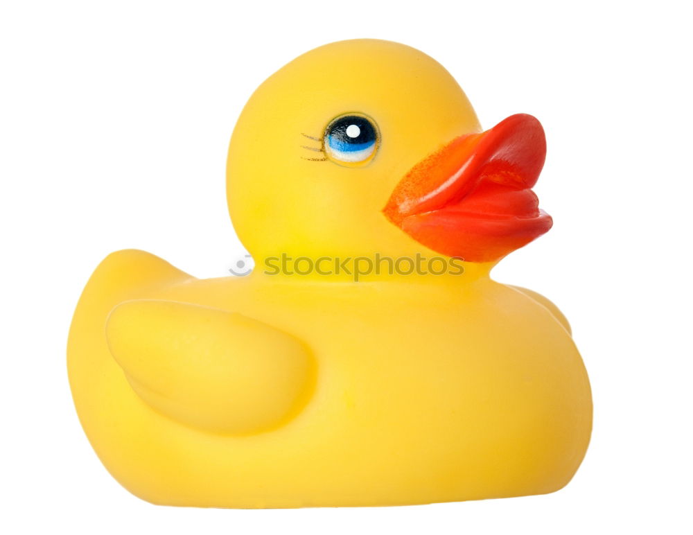 Similar – squeaky duck Squeak duck