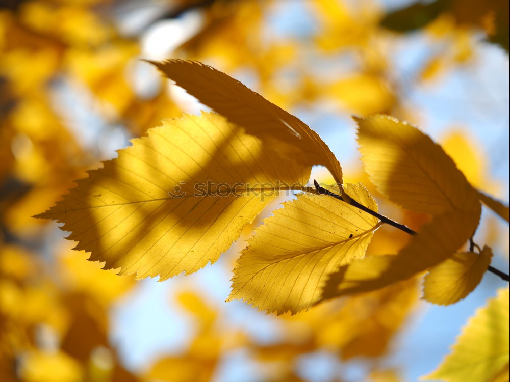 Autumn in the oak forest